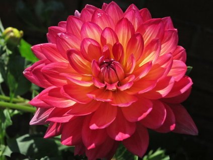 Georgína 'Kilburn Glow'