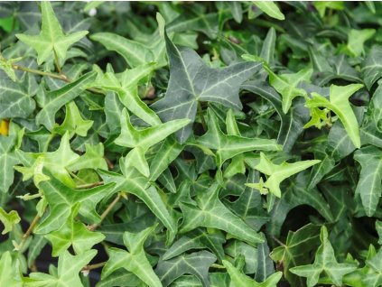 Brečtan popínavý 'Sagittifolia'
