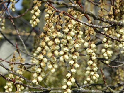 Ocasatec čínský 'Silberschweif'