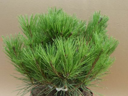 Borovica hustokvetá 'Heavy Bud'