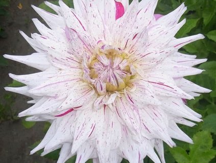 Georgína 'Mick's Peppermint'