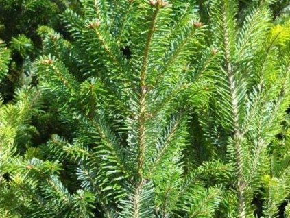 Jedľa srienistá  'Fastigiata'