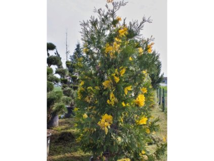 Pazerav zbihavý 'Aureovariegata'