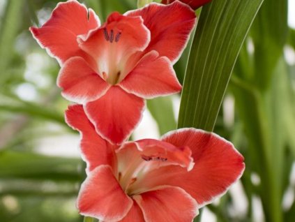 Gladiola drobnokvetá 'Atom'
