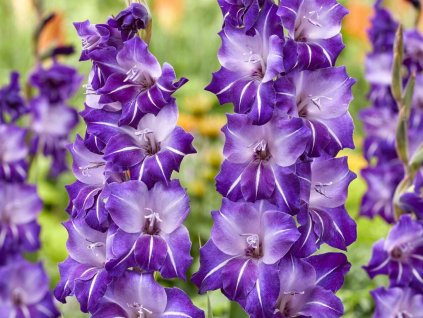 Gladiola 'Hallowy'