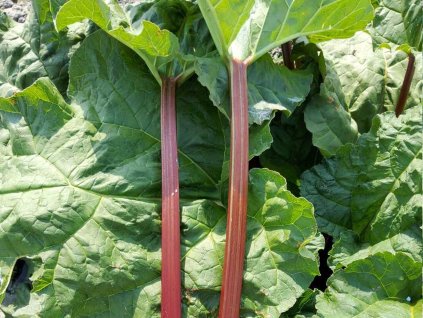 Rebarbora kučeravá 'Potstar Everbarber'