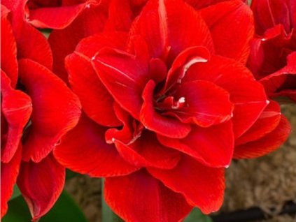 Amarylis 'Cherry Nymph'