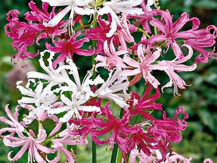 Nerine Bowdenova - mix