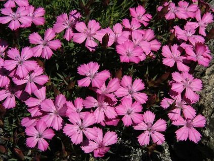 Klinček haematocalyx subsp. pindicola - Dianthus haematocalyx subsp. pindicola