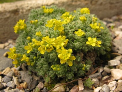 Chudôbka ventosa