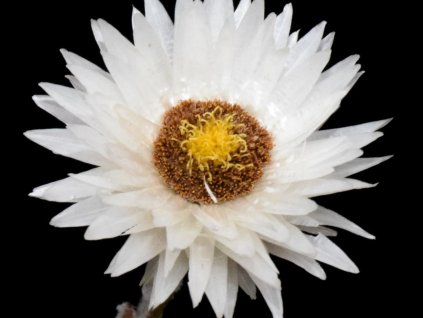 Helichrysum marginatum