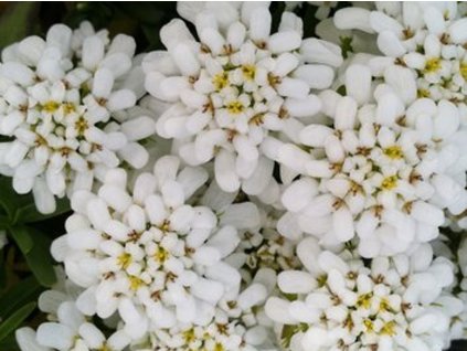 Iberka skalná 'Pygmaea' - Iberis saxatilis 'Pygmaea'