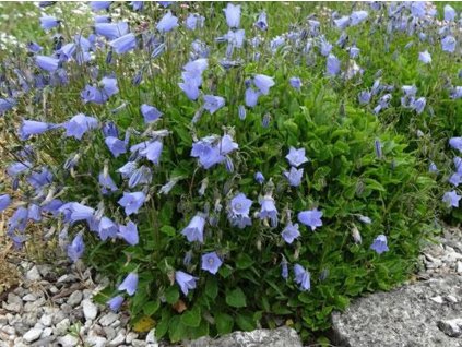 Zvonček maličký 'Advance Blue' - Campanula cochleariifolia 'Advance Blue'