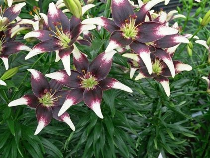 Ľalia 'Netty's Pride'