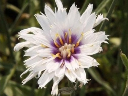 Katananka belasá 'Alba' - Catananche caerulea 'Alba'