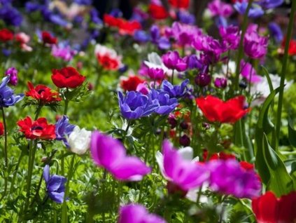 Veternica vencová 'De Caen Mixed'