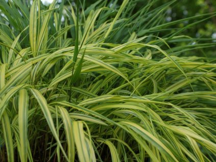 Rákosovka japonská 'Naomi' - Hakonechloa macra 'Naomi'