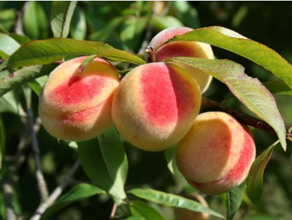 Broskyňa 'Champion'