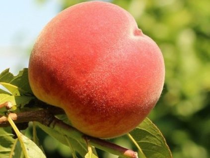 Broskyňa 'Incrocio Pieri'