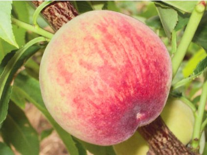 Broskyňa 'Michelini'