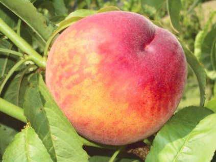 Broskyňa 'Glohaven'