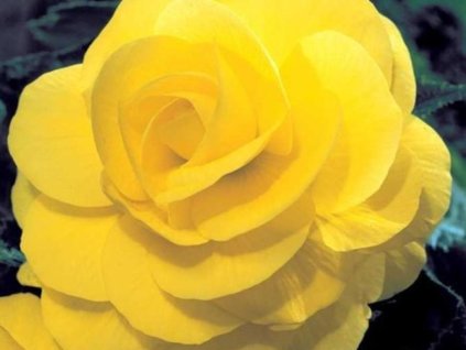 Begónia 'Double Yellow'