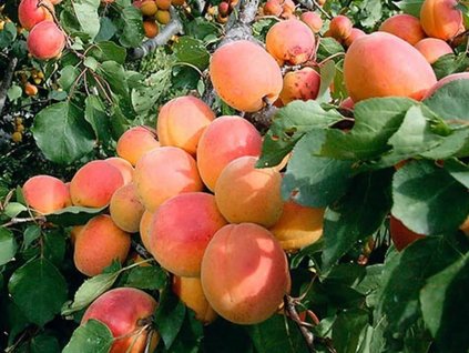 Marhuľa 'Ceglédská zlatá'