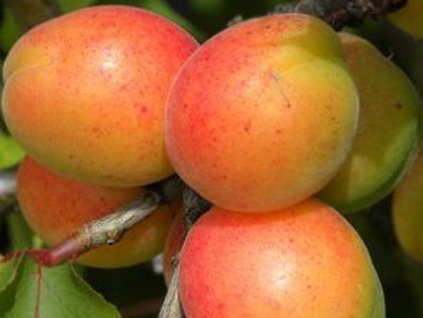 Marhuľa  'Maďarská najlepšia'