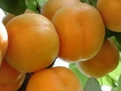 Marhuľa  'Segedínska veľká'