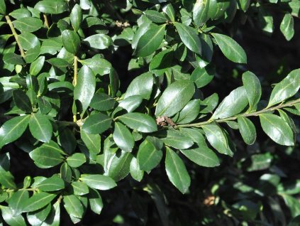 Cezmína vrúbkovaná 'Caroline Upright'