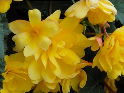 Begónia 'Pendula Yellow'
