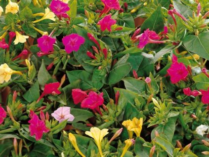 Nocenka záhradná - Mix