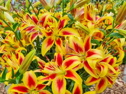 Ľalia 'Viva la Vida'