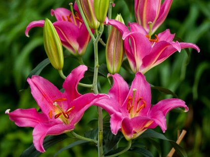 Ľalia  'Mount cook'