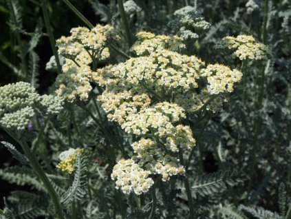 Rebríček obyčajný 'Alabaster' - Achillea millefolium 'Alabaster'
