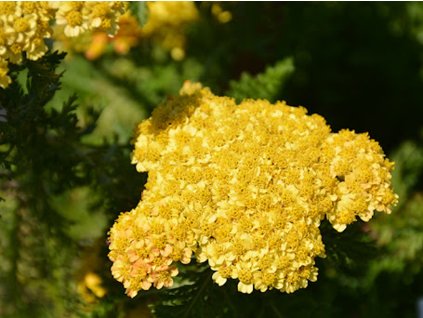 Rebríček obyčajný SKYSAIL 'Yellow'- Achillea millefolium SKYSAIL 'Yellow'