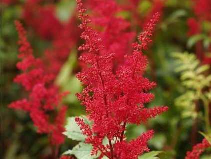 Astilba Arendsova 'Etna' - Astilbe x arendsii 'Etna'