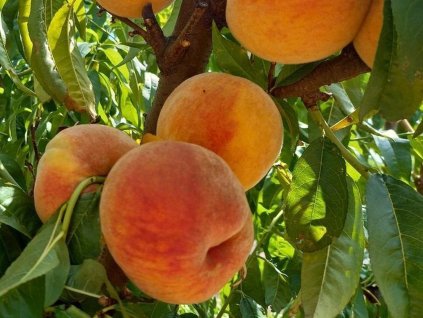 Nektarinka 'Baladin'