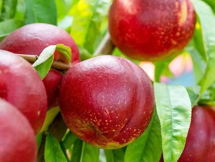 Nektarinka 'Early silver'