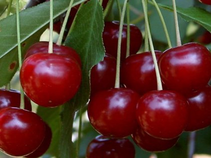 Višňa 'Dunajské vědro'