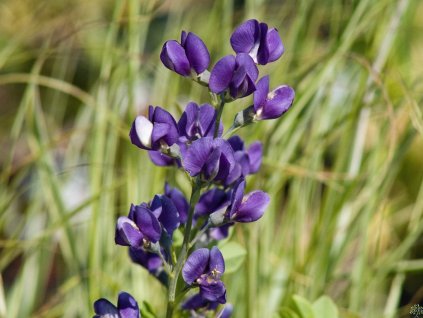 Baptisia australis 'Indigo Skies'