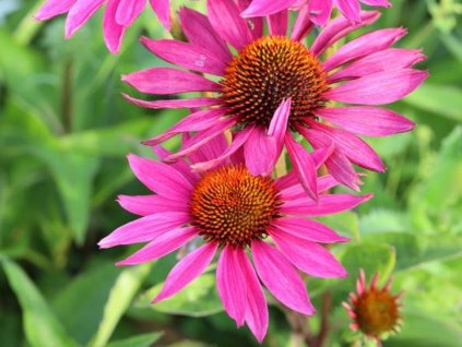 Echinacea 'JS Roho' - Echinacea 'JS Roho'