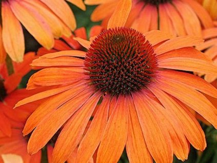 Echinacea 'Julia' - Echinacea 'Julia'
