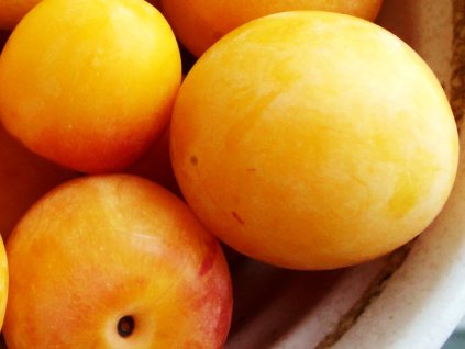 Ringlota 'Zlatá renklóda'