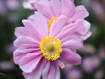 Sasanka japonská 'Serenade' - Anemone japonica 'Serenade'