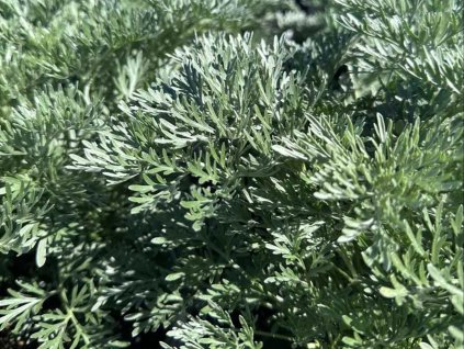 Palina stromovitý 'Powis Castle' - Artemisia arborescens 'Powis Castle'