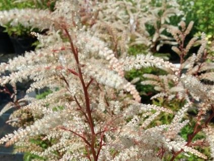 Udatník lesný 'Guinea Fowl' - Aruncus dioicus 'Guinea Fowl'