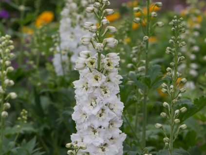 Stračonôžka 'Magic Fountains White' - Delphinium 'Magic Fountains White'