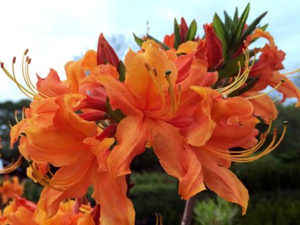 Rododendrón  'Encore Orange Crush'
