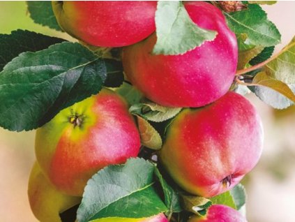 Jabloň stĺpovitá 'Slendera'